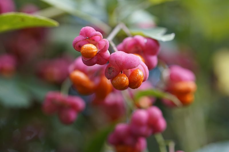 Fresh Fruits